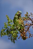 Amazone à front turquoise amazona aestiva se nourrissant à l'état sauvage photo