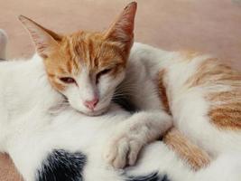 le câlin des chats mignons montre la chaleur, l'intimité, la confiance, la gaieté. photo