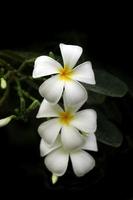 fleur de plumeria blanche