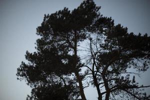 silhouette d'arbre en soirée. arbre en ville au coucher du soleil. photo