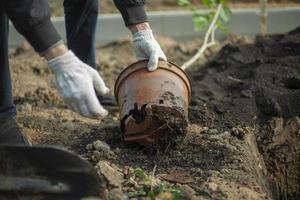 plantation dans le parc. creuse le sol avec une pelle. semis en pleine terre. photo