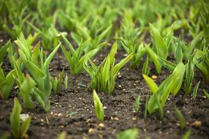 germe dans le sol. plantes vertes dans un parterre de fleurs. détails du jardin. terre pour les fleurs. photo