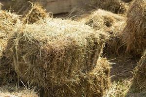 foin pour les vaches. herbe sèche en briquettes. détails de la ferme. photo