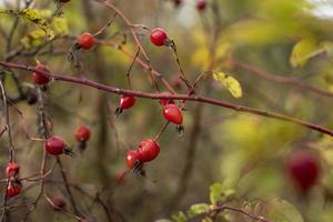 églantier rouge suspendu à une branche. feuilles jaunes, fin d'automne en russie. photo