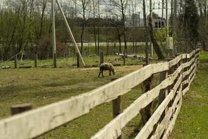 clôture en bois à la ferme. une haie de planches en été. photo