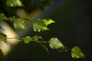 feuilles de bouleau. plante en été. couleur naturelle de la nature. branches d'arbre. photo