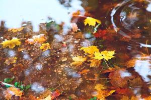 feuilles lumineuses colorées tombant dans le parc automnal. photo