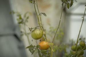 tomates sur une branche. légumes non mûrs. cultiver des tomates à la maison. plante verte. photo