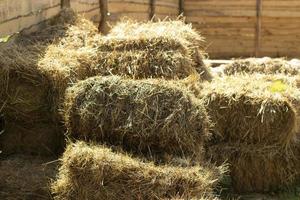 foin pour les vaches. herbe sèche en briquettes. détails de la ferme. photo