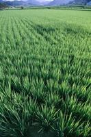 champ de riz vert