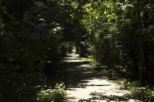 route dans le parc en été. lumière du soleil sur le sentier. détails du parc de la ville. photo