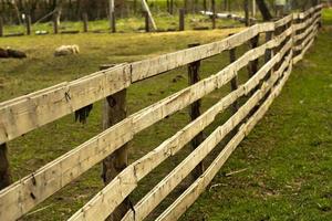 clôture en bois à la ferme. une haie de planches en été. photo