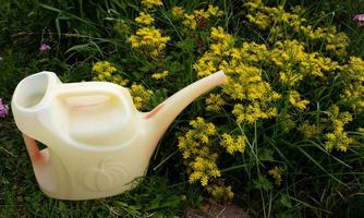 un arrosoir blanc fané se tient près d'un lit de fleurs jaunes ochitok photo