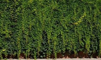 la texture d'une haie verte viable. papier peint avec des feuilles vertes. fond de haie. la clôture de haie est prise en gros plan photo