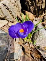 fleurs de crocus violet dans la forêt photo