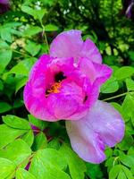 pivoines arbustives. belle fleur rose dans le jardin photo