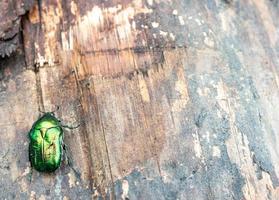 Beetle green rose hanneton est assis sur une souche aka cetonia aurata photo