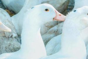 troupeau d'oies domestiques blanches. alimentation de canard de ranch photo