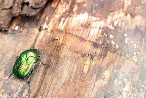 Beetle green rose hanneton est assis sur une souche aka cetonia aurata photo