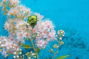 Hanneton rose - cetonia aurata - sur les fleurs de spirea bumalda photo