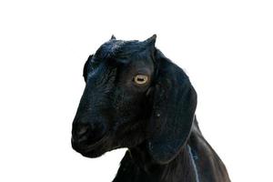 portrait d'une jeune chèvre noire à la ferme photo