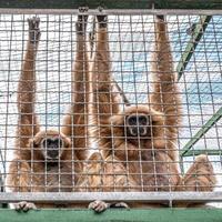 singes restant dans la cage. notion de droits des animaux photo