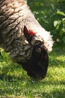 mouton mâchant de l'herbe photo