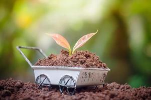 plantes qui poussent sur une brouette photo