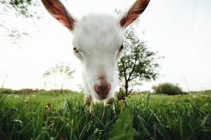 Chèvre dans le pré regardant droit à la caméra photo