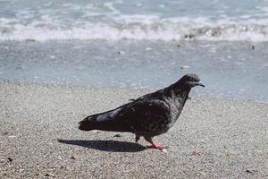 oiseau sauvage pigeon gris colombe près de l'eau de mer. photo