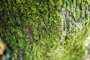 vieux bois couvert de mousse, texture d'écorce d'arbre avec des plantes vertes. photo