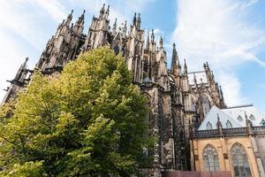 arbre vert et cathédrale de cologne en septembre photo