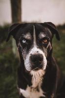 portrait de chien avec 2 couleurs d'yeux différentes photo