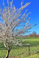 beaux cerisiers et pruniers en fleurs au printemps avec des fleurs colorées photo