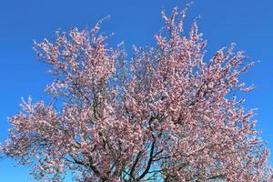 beaux cerisiers et pruniers en fleurs au printemps avec des fleurs colorées photo