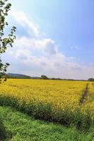 champ jaune de colza en fleurs et d'arbres contre un ciel bleu avec des nuages, fond de paysage naturel avec espace de copie, allemagne europe photo