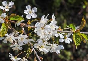 beaux cerisiers et pruniers en fleurs au printemps avec des fleurs colorées photo