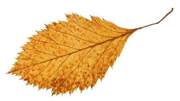 Verso de feuilles séchées pourries d'aubépine photo