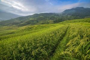 terrasse de riz au vietnam
