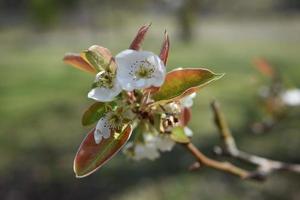 fruit poire fleur de cerisier photo