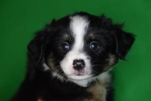 visage de chiot mignon photo