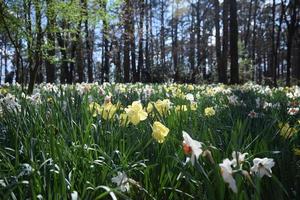 tulipes jardins boisés photo