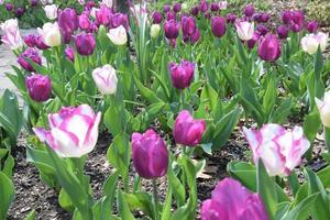 champ de tulipes photo