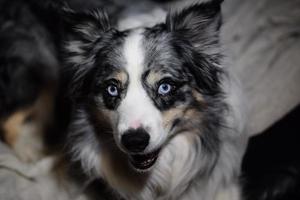 chien de berger australien bleu merle photo