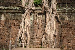 racines d'un arbre spung géant couvert sur le temple ta prohm un lieu d'attraction touristique emblématique à siem reap, cambodge. photo
