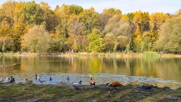 les oiseaux se nourrissent de la rive de l'étang du parc en automne photo