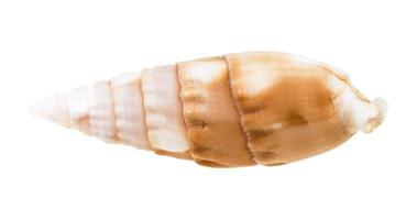 coquille de mollusque cerith isolé sur blanc photo