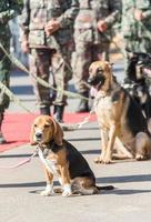 dresser des chiens de guerre photo