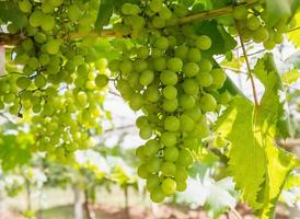 raisins verts sur la vigne photo