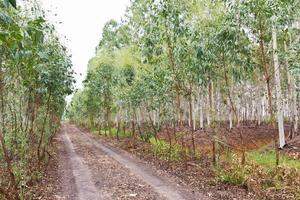 arbre de plantation d'eucalyptus photo